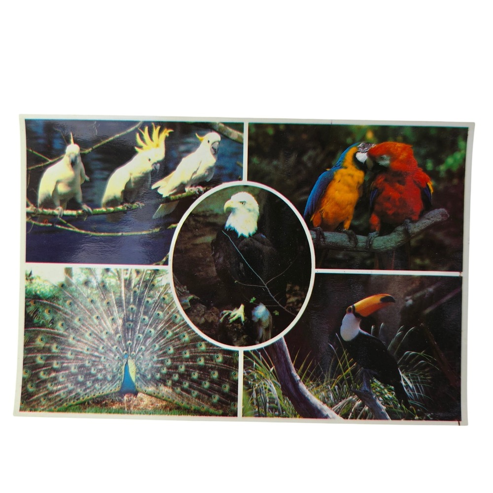Busch Gardens Tampa Florida Exotic Birds Postcard The Dark Continent B8843